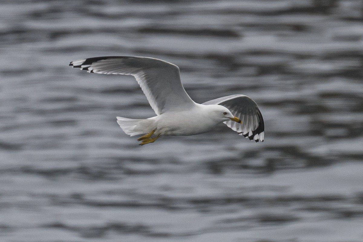 Ring-billed Gull - ML463509411