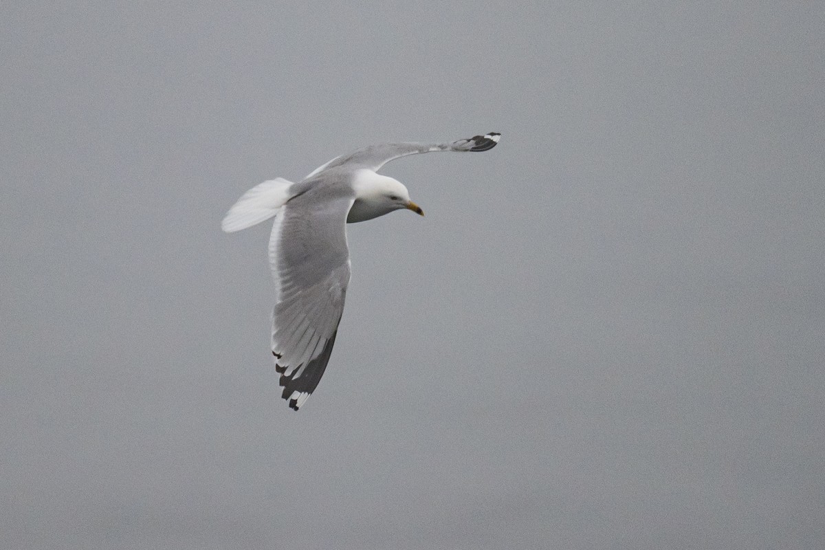 Ring-billed Gull - ML463509471