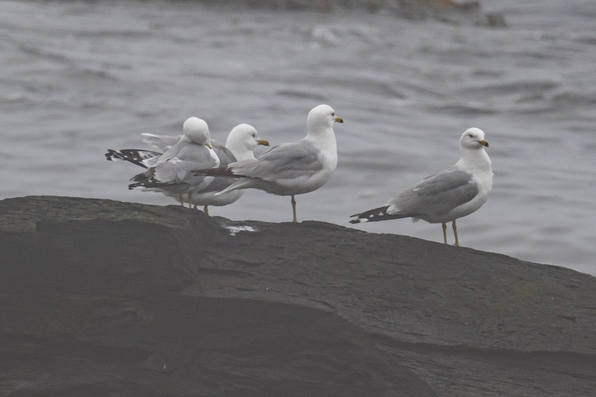 Ring-billed Gull - ML463509491