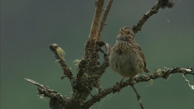 Lincoln's Sparrow - ML463510