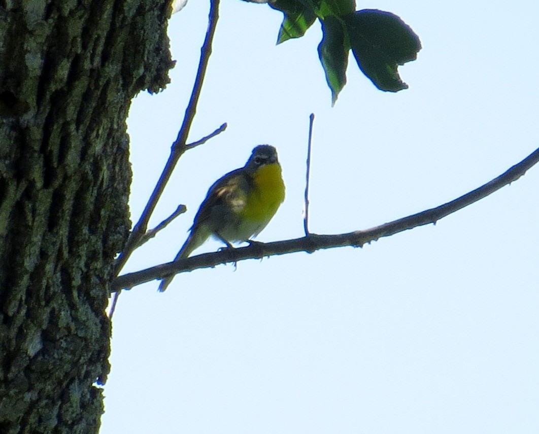 Yellow-breasted Chat - ML463510041