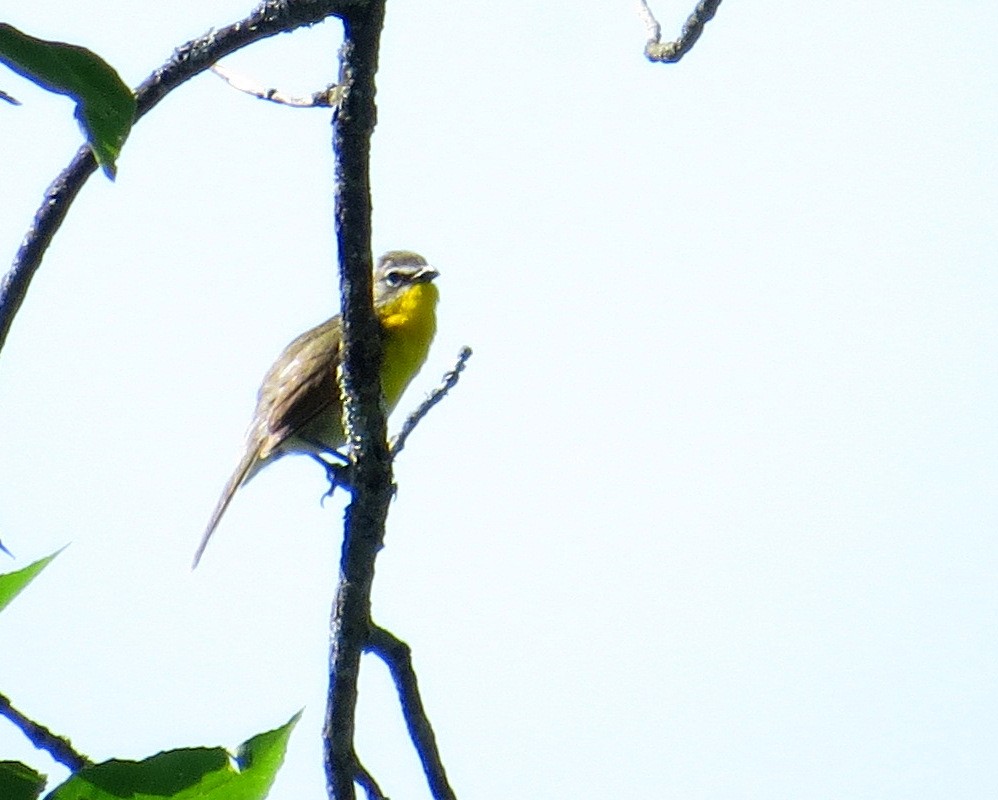 Yellow-breasted Chat - ML463510061