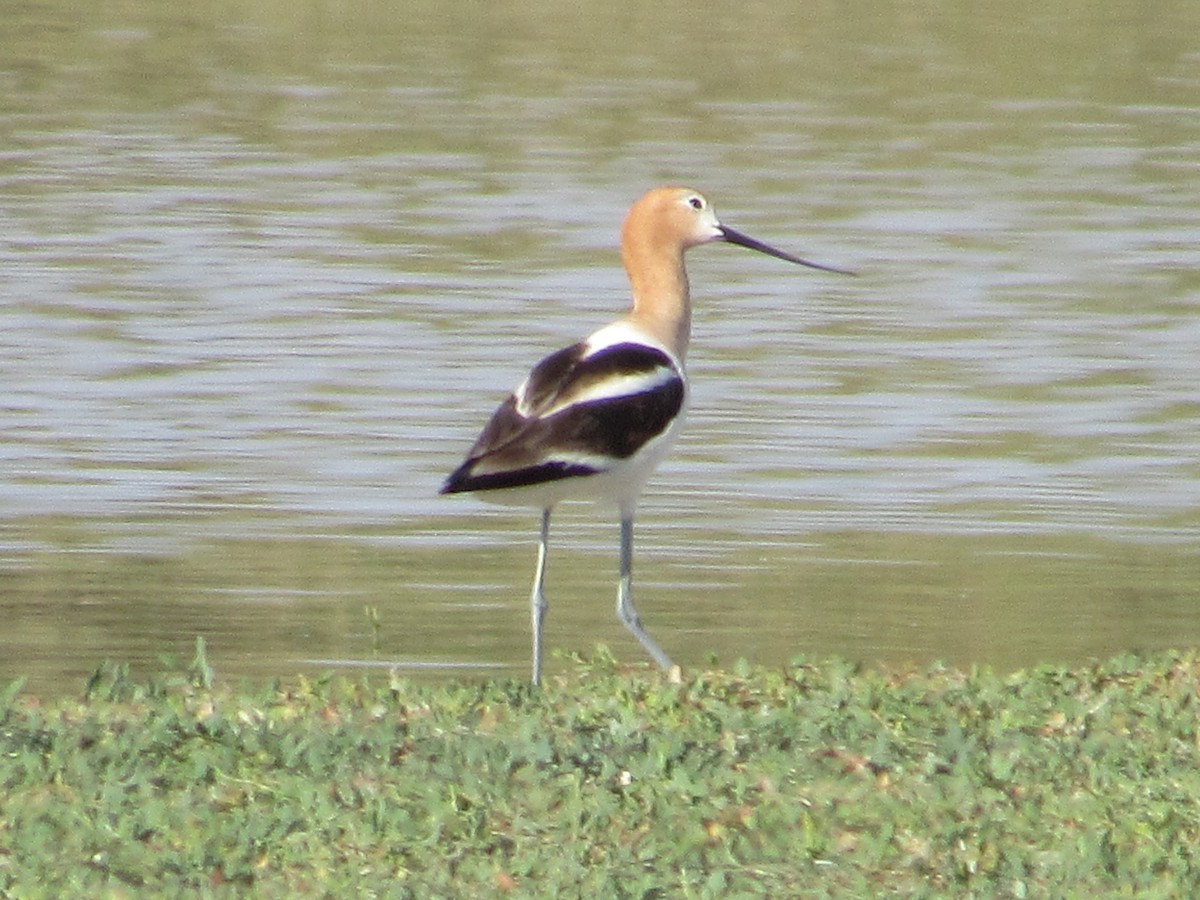 American Avocet - ML463510611