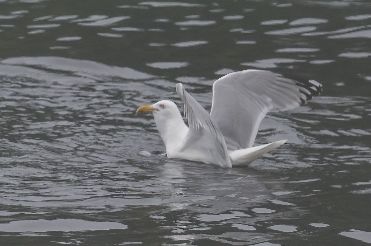 Herring Gull - ML463510841