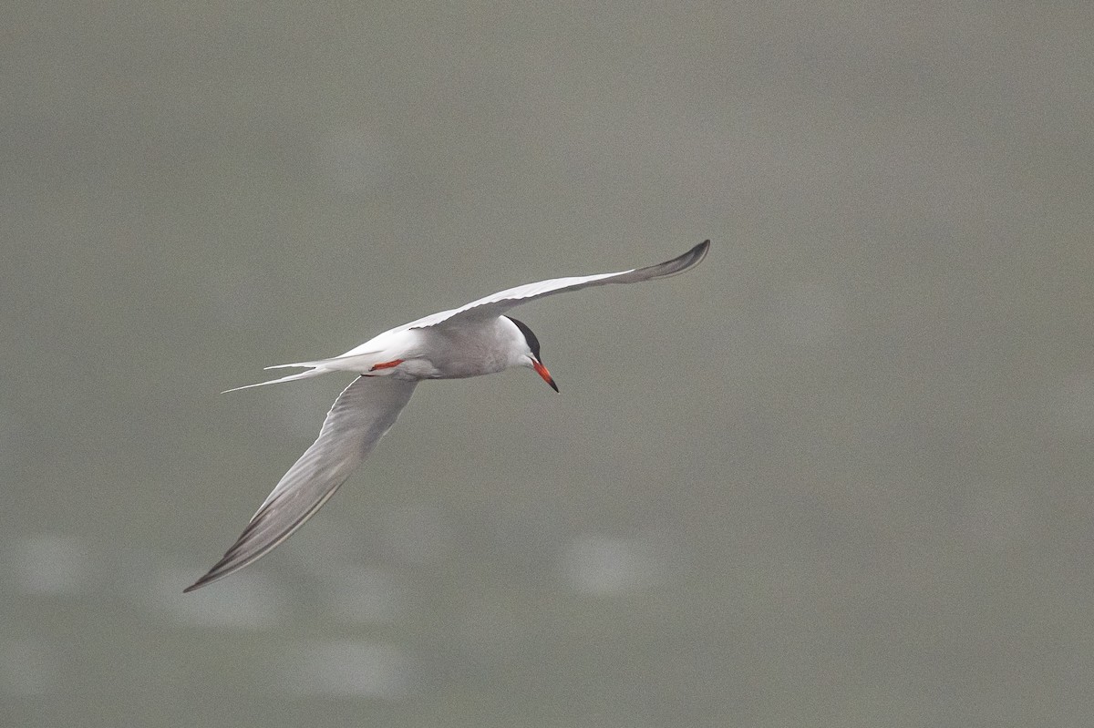 Common Tern - ML463512011