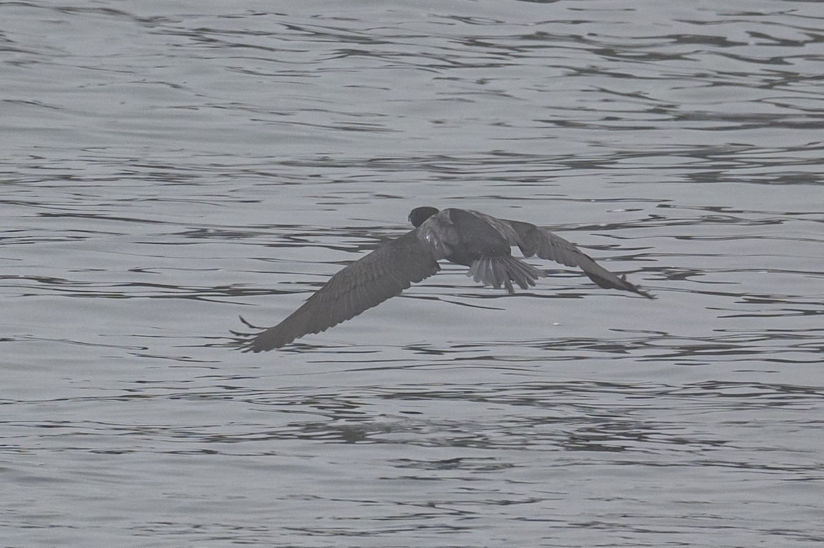 Double-crested Cormorant - ML463512441