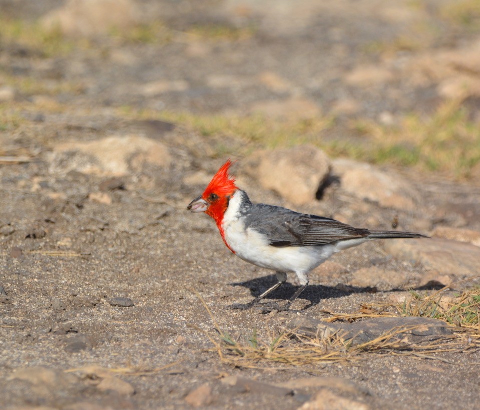 Red-crested Cardinal - ML463512971
