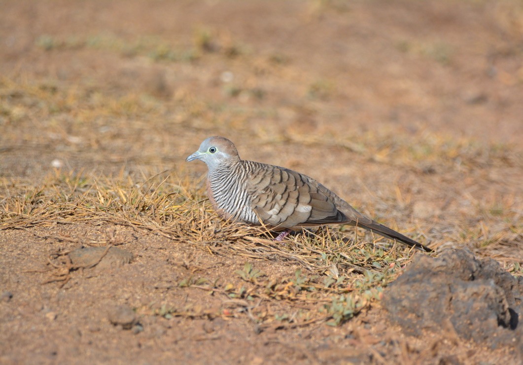 斑馬鳩 - ML463513041