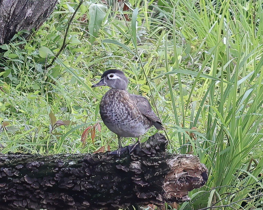 Wood Duck - ML463513081