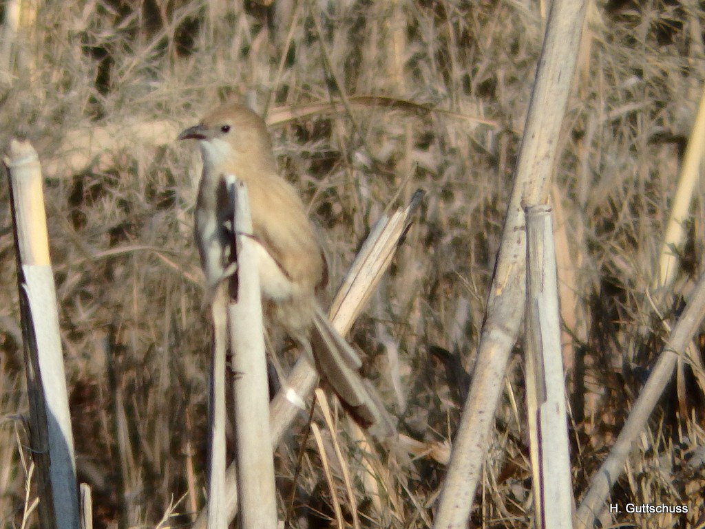 Iraq Babbler - ML46351321