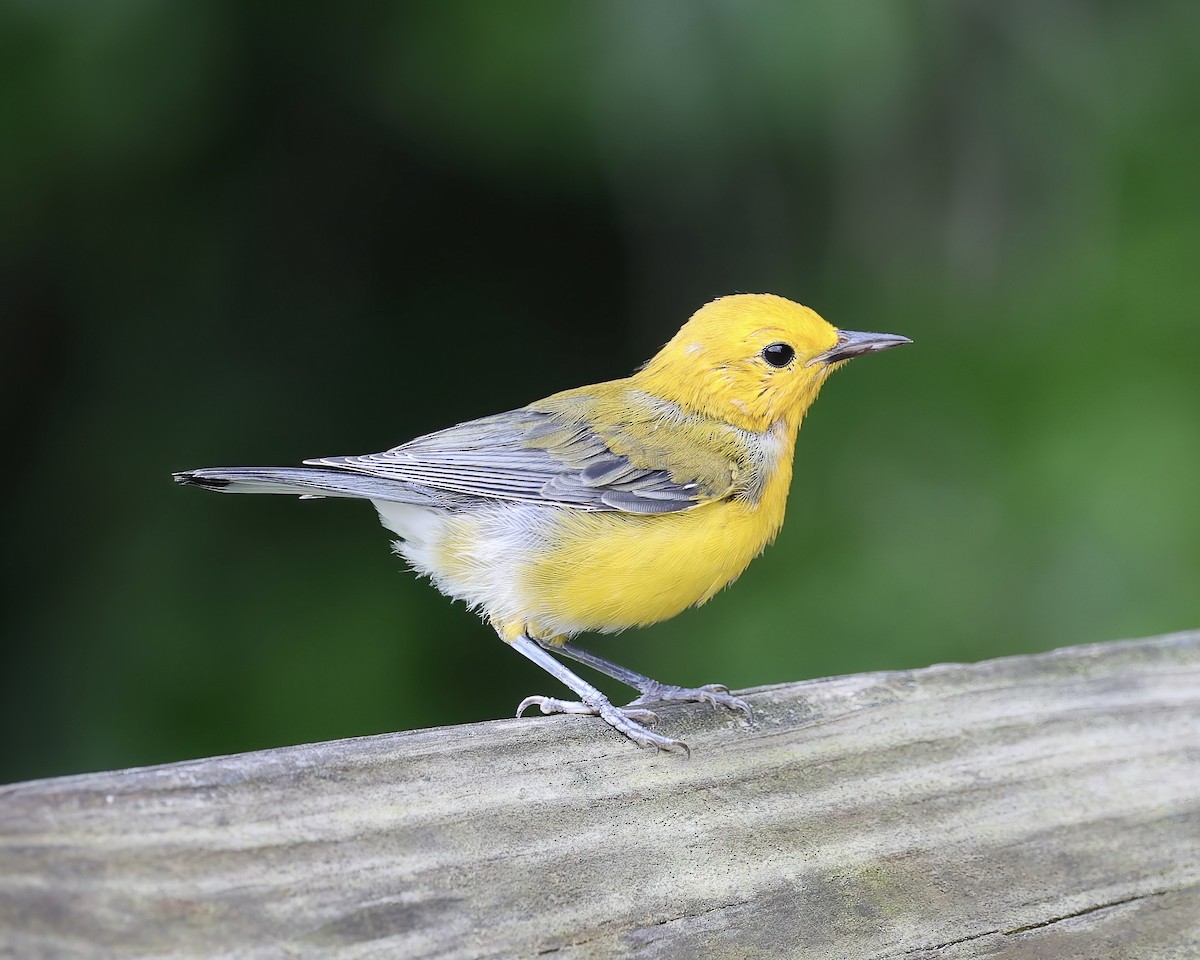 Prothonotary Warbler - ML463513381
