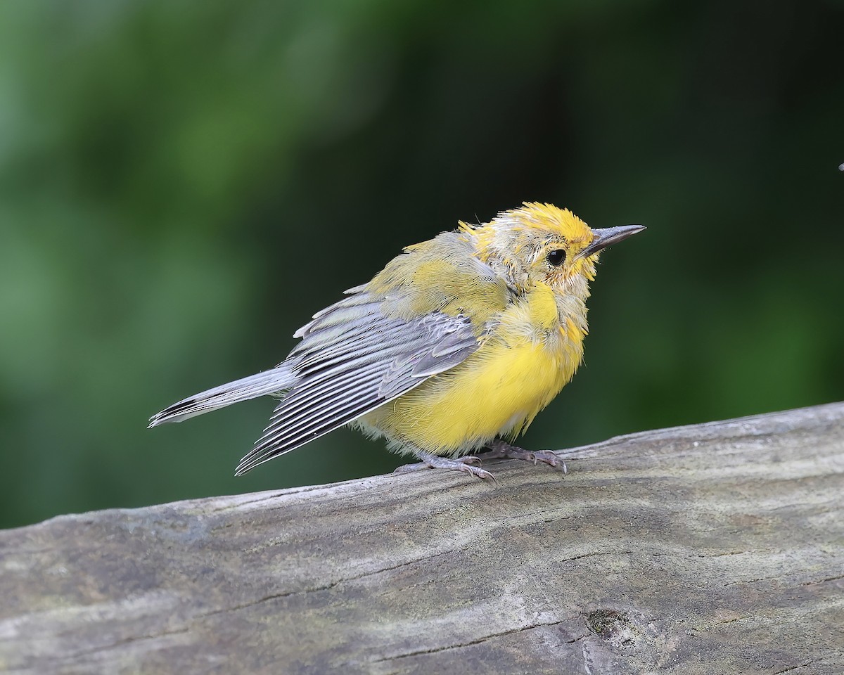 Prothonotary Warbler - ML463513391