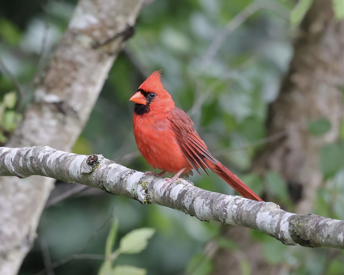 Cardinal rouge - ML463513511