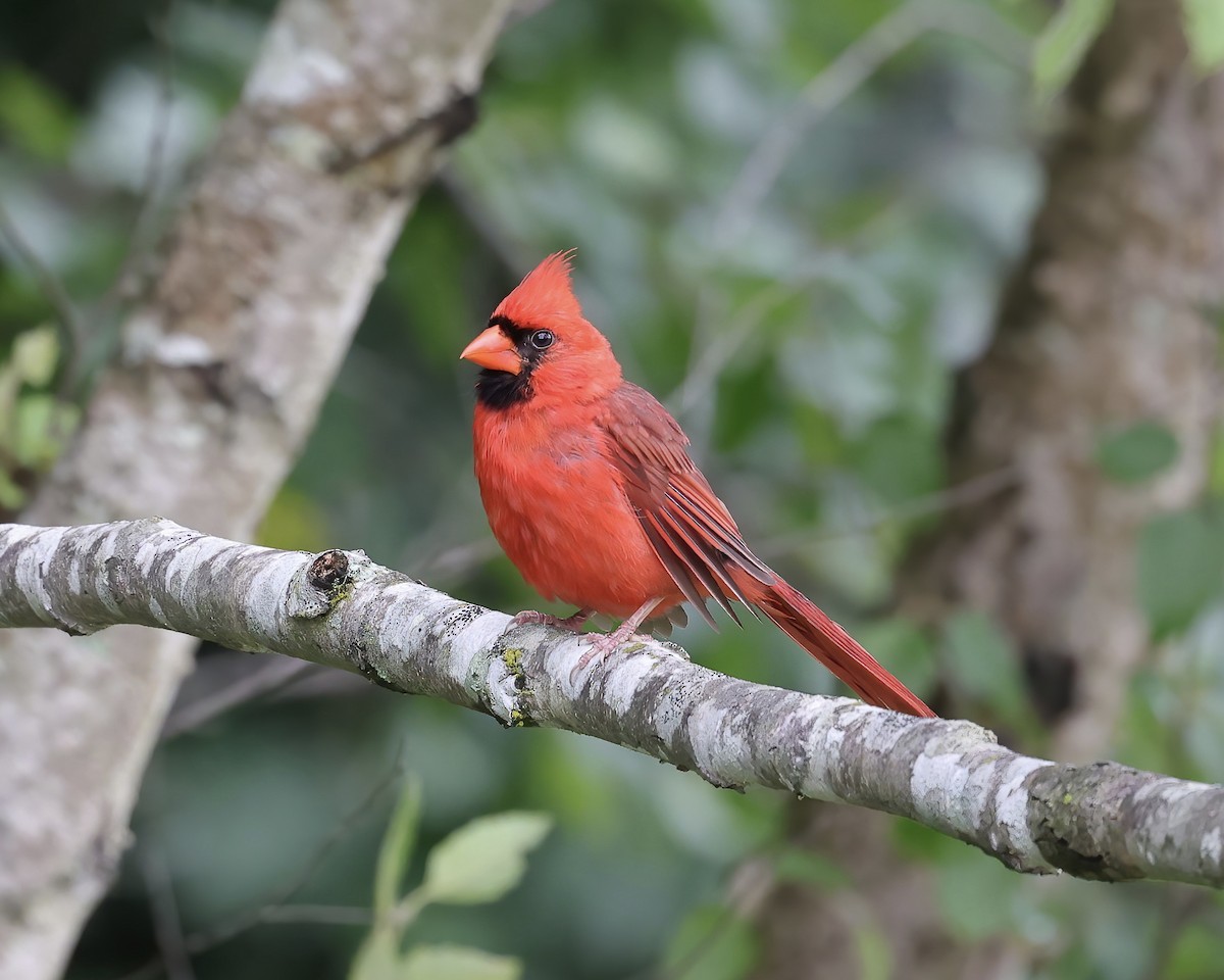 Northern Cardinal - ML463513511