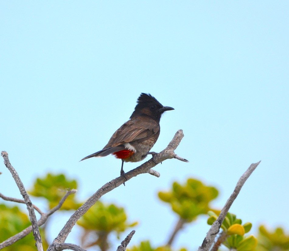 Bulbul à ventre rouge - ML463513561