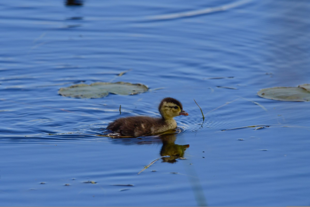 Wood Duck - ML463513931