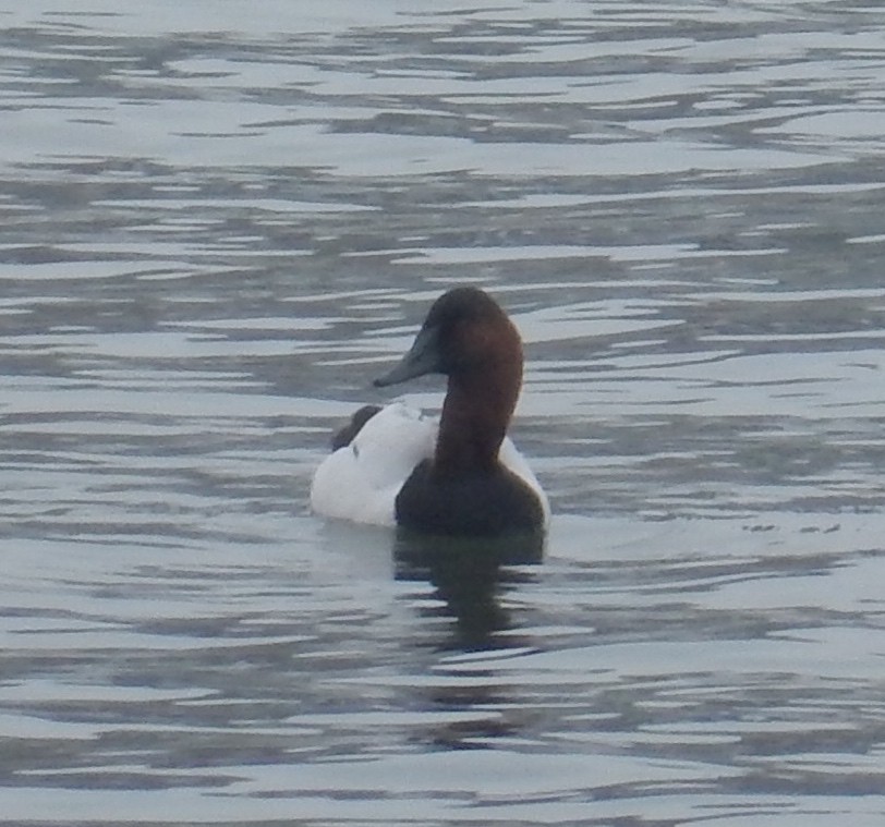 Canvasback - ML46351541