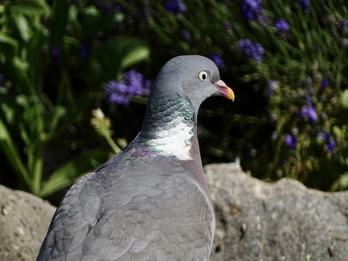 Pigeon ramier - ML463515981