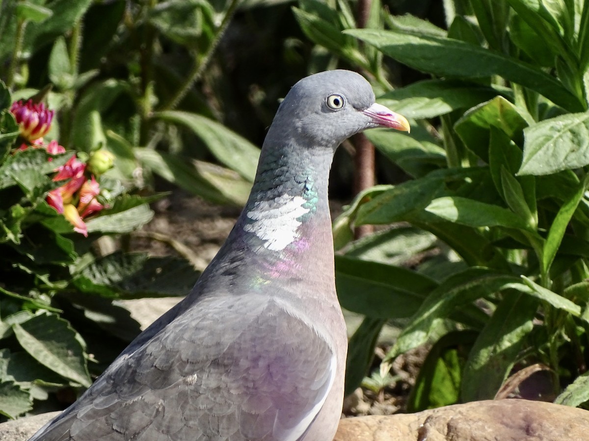 Pigeon ramier - ML463515991