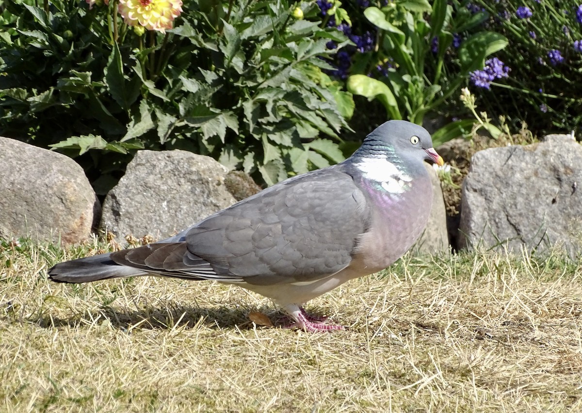 Pigeon ramier - ML463516001