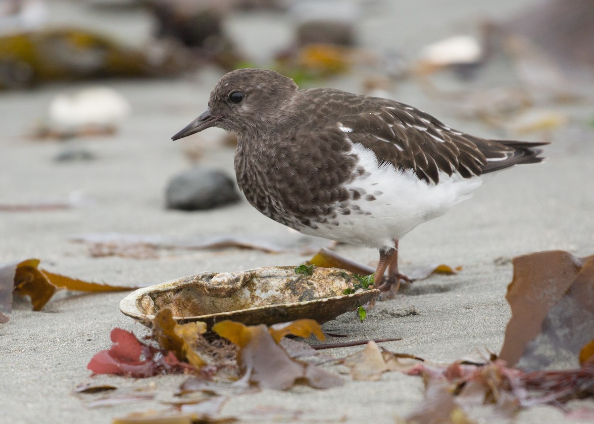 Black Turnstone - ML46351601