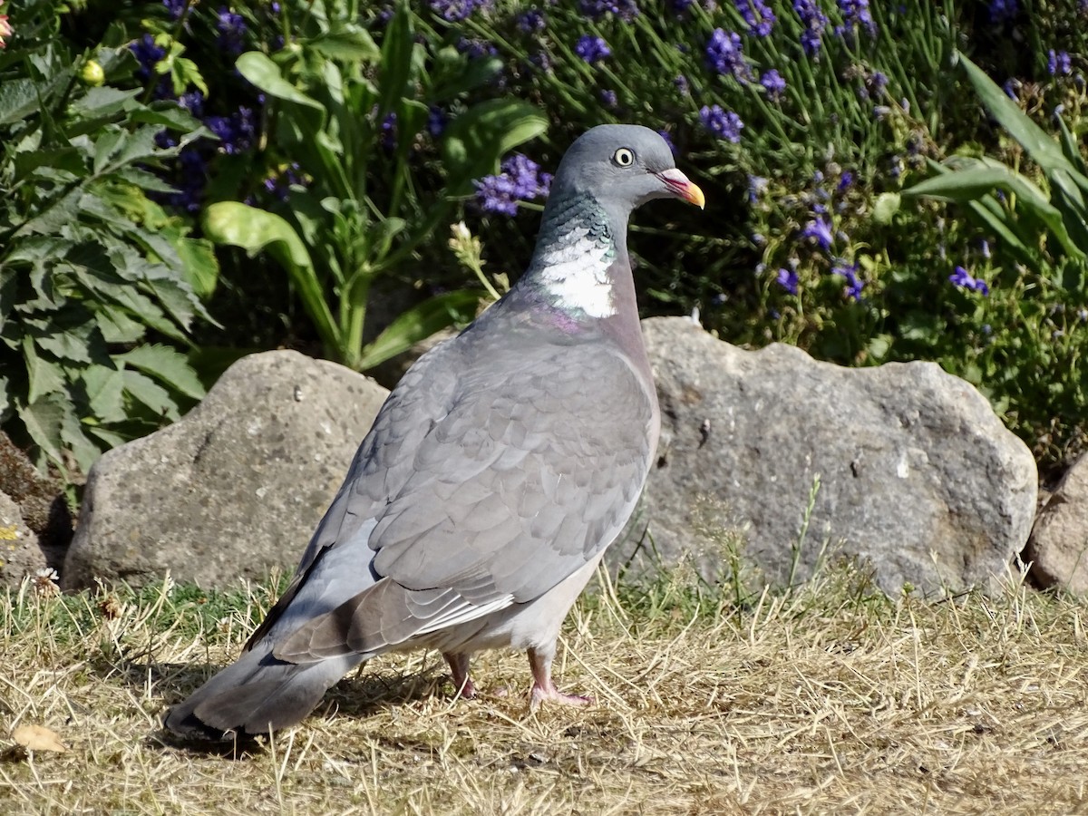 Pigeon ramier - ML463516011