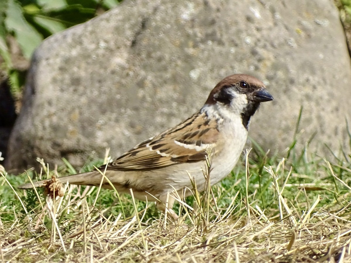 Moineau friquet - ML463516421