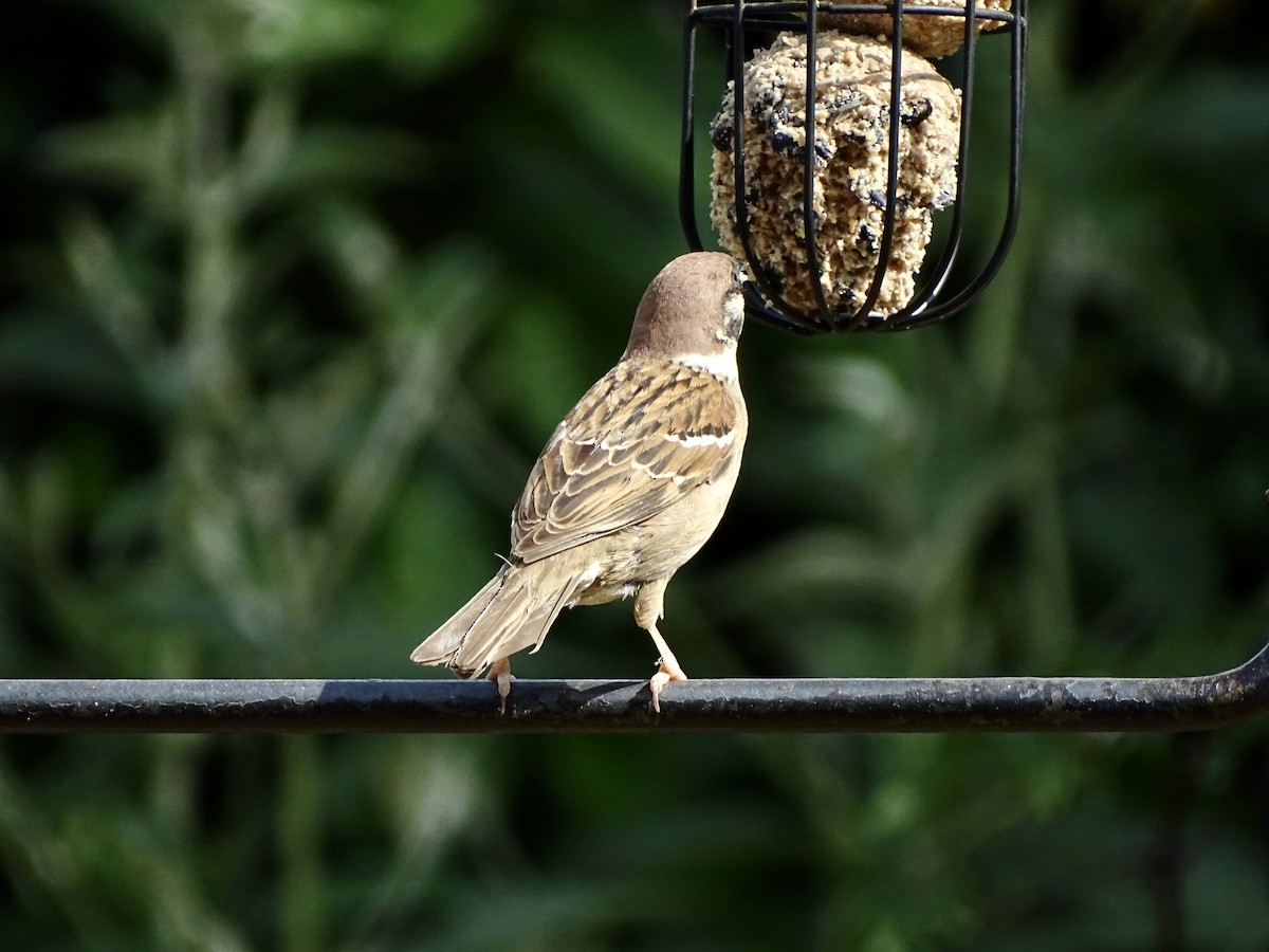 Moineau friquet - ML463516441