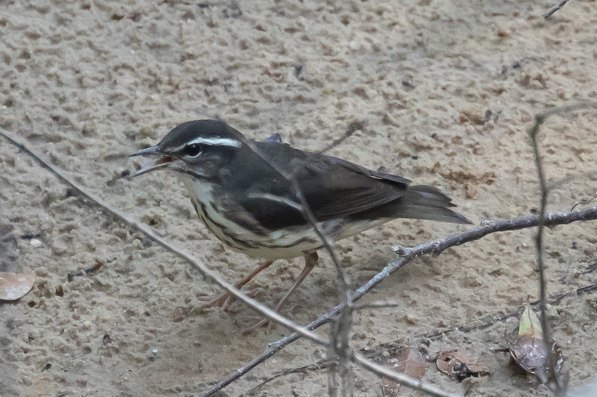 Louisiana Waterthrush - ML463516461