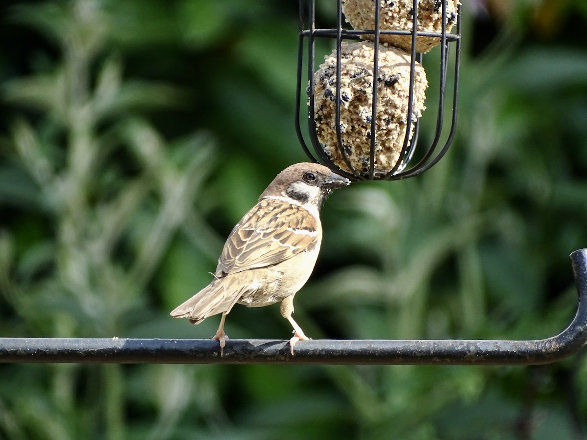 Moineau friquet - ML463516471