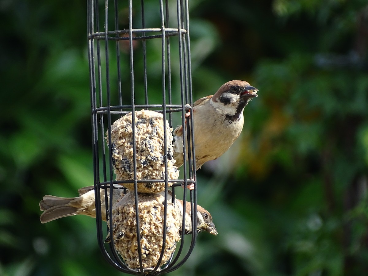 Eurasian Tree Sparrow - Andreas Minde