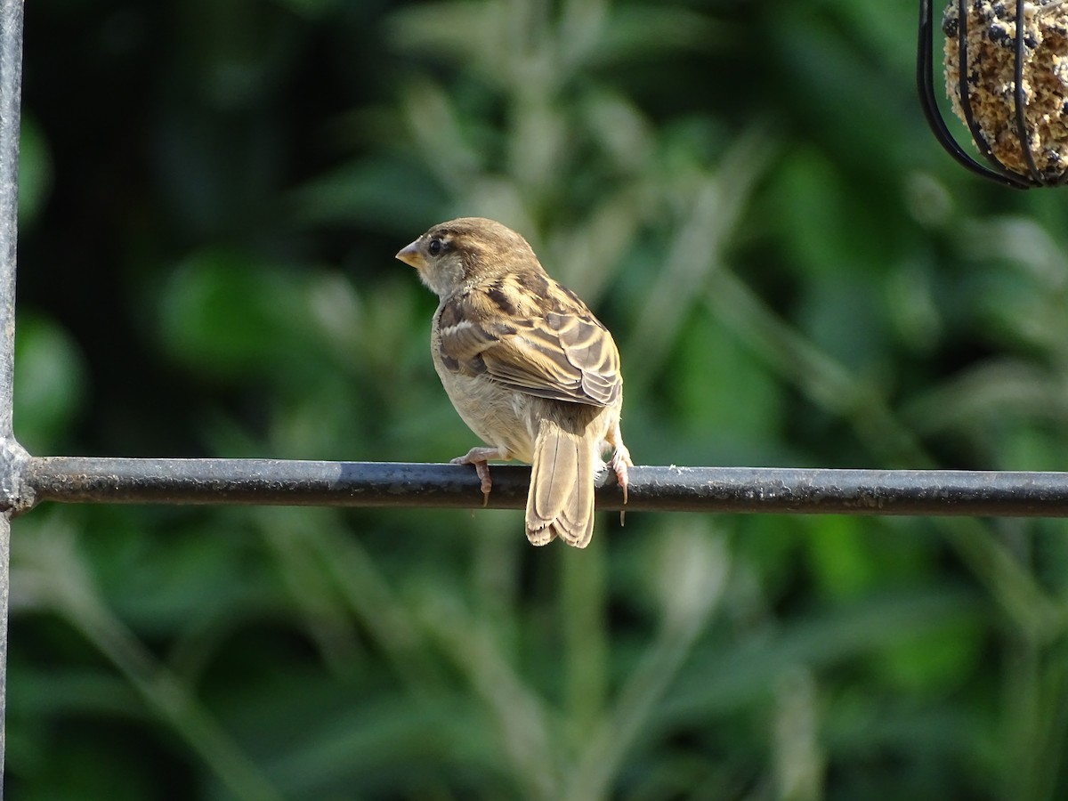 Moineau domestique - ML463516631