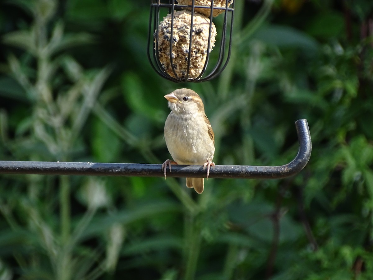 Moineau domestique - ML463516701