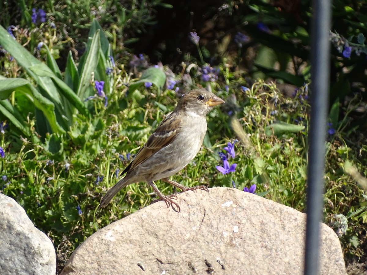 Moineau domestique - ML463516731