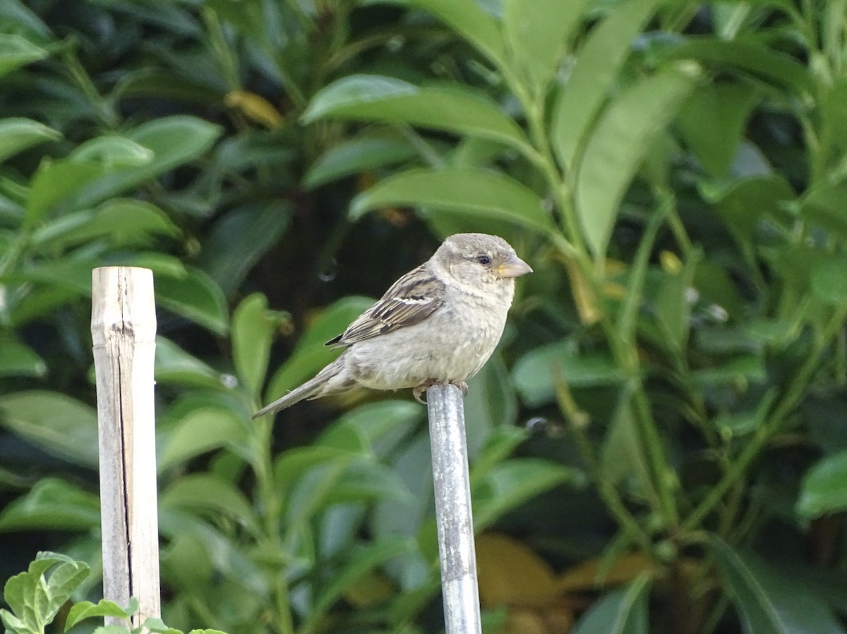 Moineau domestique - ML463516741