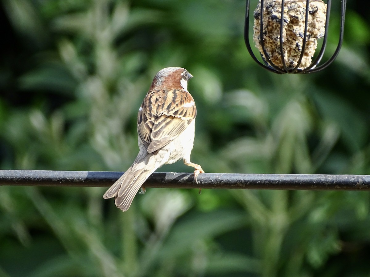 Moineau domestique - ML463516761