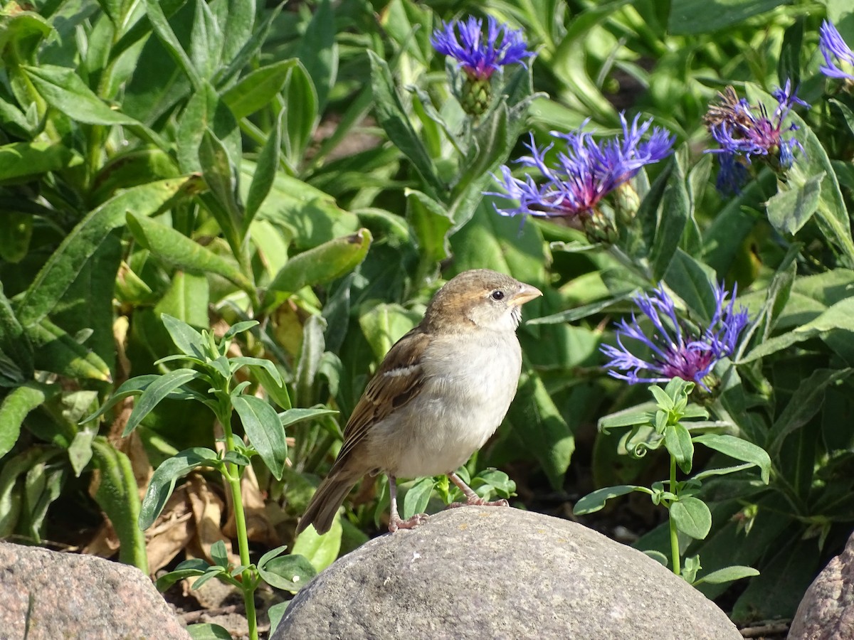 Moineau domestique - ML463516771