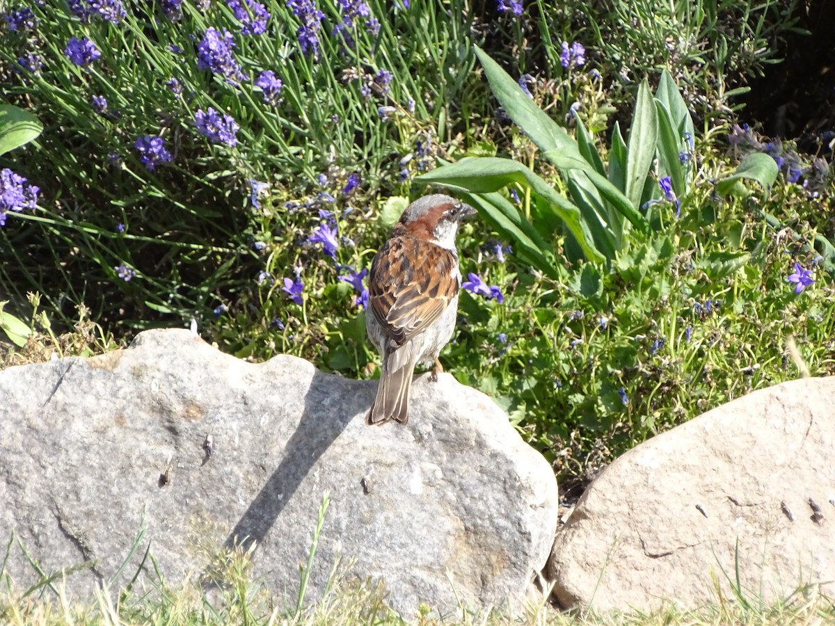 Moineau domestique - ML463516801