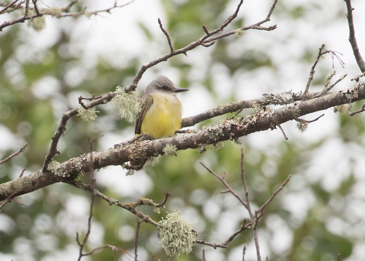 Tropical Kingbird - ML46351881