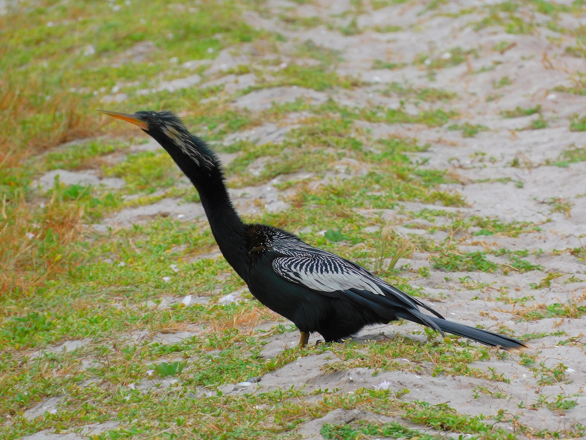 Anhinga - ML463520731