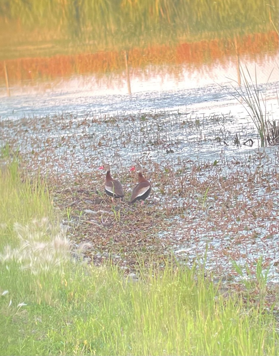 Black-bellied Whistling-Duck - ML463521981