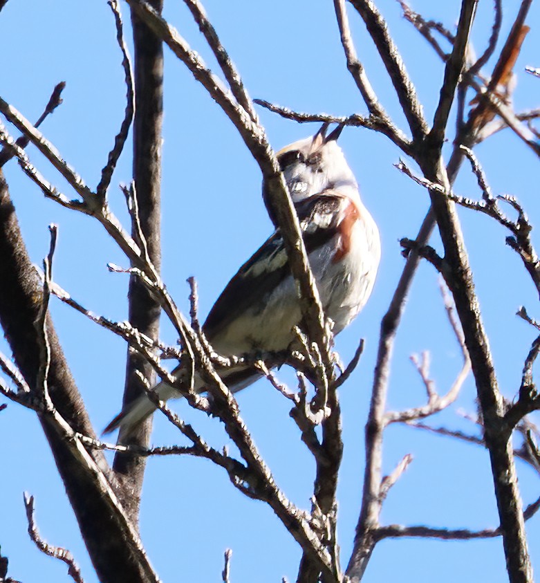 Chestnut-sided Warbler - Charlotte Byers