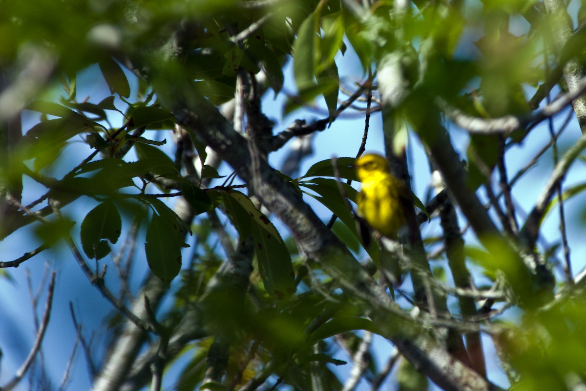 Prairie Warbler - ML463522801