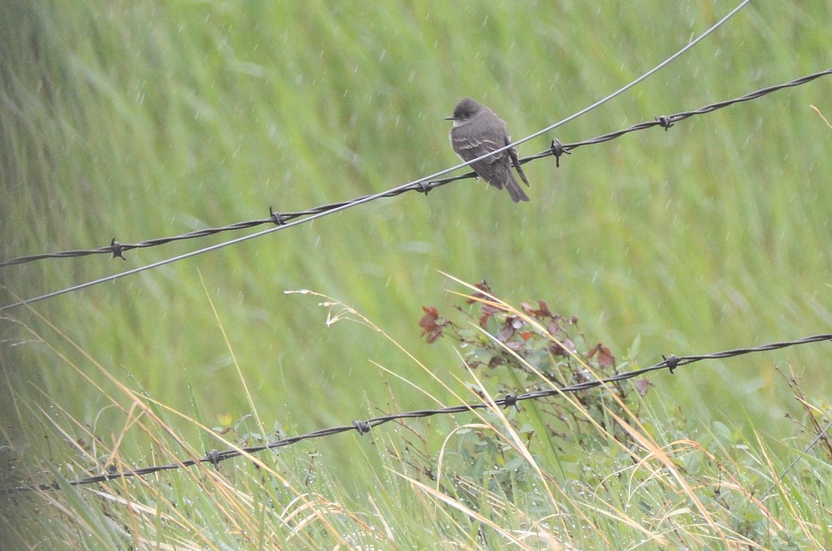 Western Wood-Pewee - ML463523611