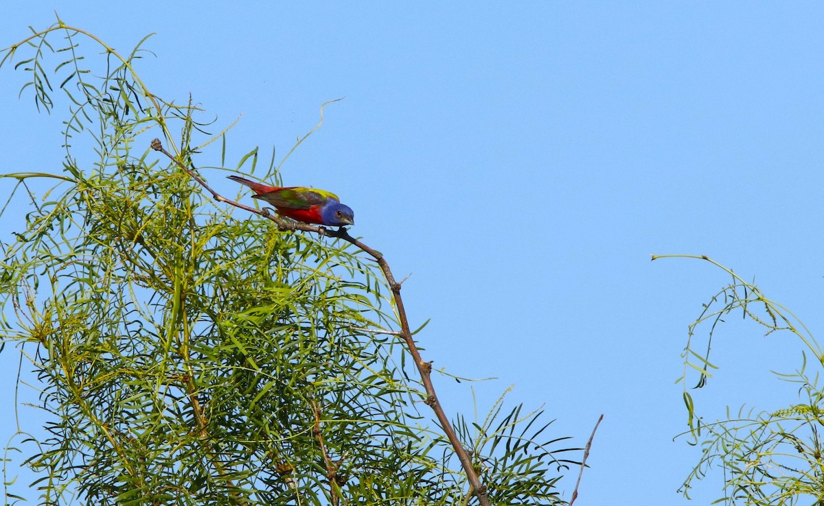 Painted Bunting - ML463524421