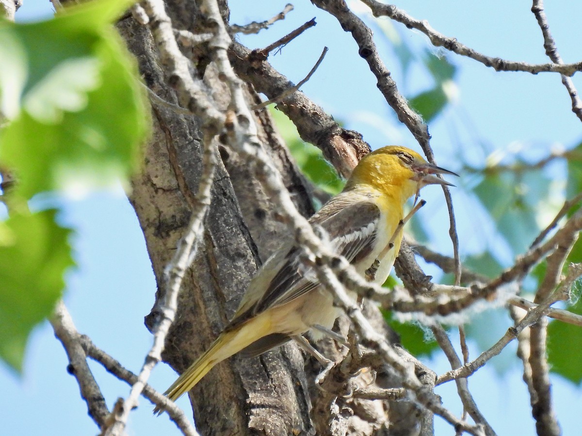 Bullock's Oriole - ML463525771