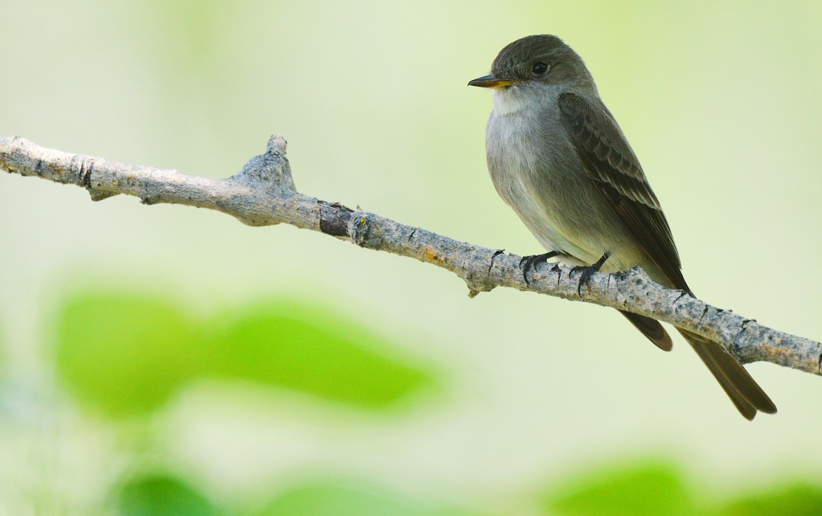 Western Wood-Pewee - ML463526001