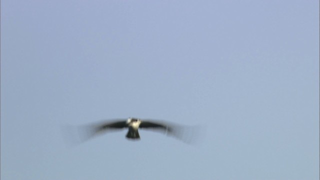 Osprey (carolinensis) - ML463528