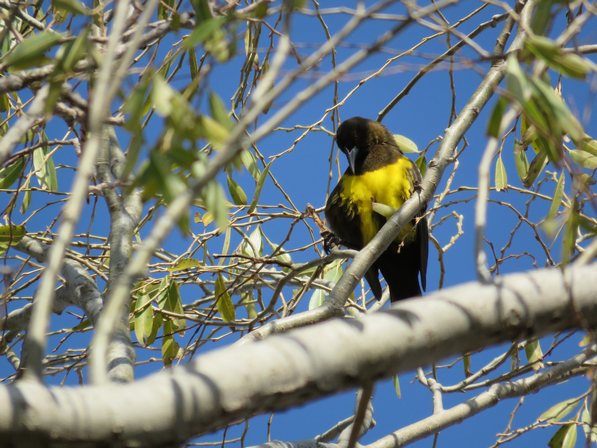 Brown-and-yellow Marshbird - ML463528261