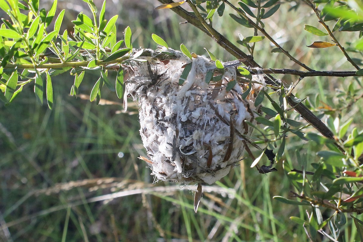 Méliphage brunâtre - ML463529301